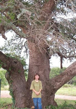 big tree